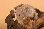 Teddyhamster / hamster