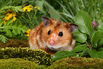 Goldhamster / golden hamster