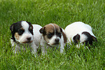 Parson Russell Terrier Welpen / parson russell terrier puppies