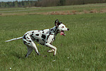 Dalmatiner / dalmatian