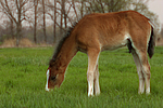 Deutsches Reitpony / pony