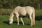 Sachsen Anhaltiner Warmblut / horse