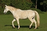 Sachsen Anhaltiner Warmblut / horse