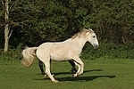 Sachsen Anhaltiner Warmblut / horses