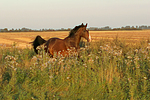 galoppierender Holsteiner / galloping Holsteiner