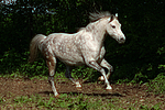 Deutsches Reitpony / pony