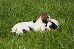 Parson Russell Terrier Welpen / parson russell terrier puppies