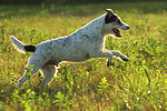 Parson Russell Terrier