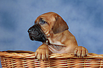 Rhodesian Ridgeback Welpe / rhodesian ridgeback puppy