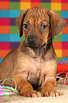 Rhodesian Ridgeback Welpe / rhodesian ridgeback puppy