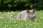 Britisch Kurzhaar / british shorthair