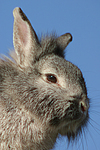 Löwenköpfchen / lion-headed bunny