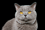 Britisch Kurzhaar / british shorthair