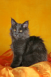 junge Maine Coon / young maine coon