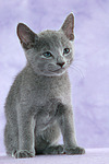 sitzendes Russisch Blau Kätzchen / sitting russian blue kitten