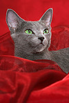 Russisch Blau Portrait / russian blue portrait