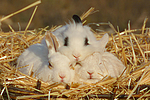 Zwergkaninchen / dwarf rabbits