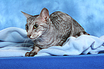 Orientalisch Kurzhaar / oriental shorthair