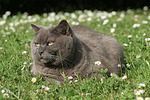 Britisch Kurzhaar Kätzchen / british shorthair kitten