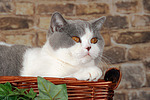 Britisch Kurzhaar / british shorthair