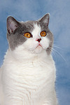 Britisch Kurzhaar / british shorthair