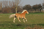 galoppierender Haflinger / galloping haflinger horse
