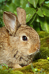 junges Zwergkaninchen / young dwarf rabbit