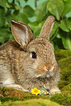 junges Zwergkaninchen / young dwarf rabbit