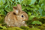 junges Zwergkaninchen / young dwarf rabbit