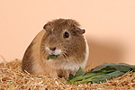 fressendes Glatthaarmeerschwein / eating smooth-haired guninea pig