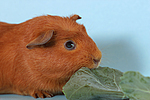fressendes Englisch Crested Meerschwein / eating english crested guninea pig