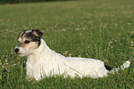 Parson Russell Terrier