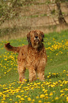 Briard / berger de brie