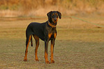 Dobermann / doberman pinscher