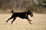 Dobermann / doberman pinscher