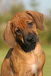 Rhodesian Ridgeback Welpe / rhodesian ridgeback puppy