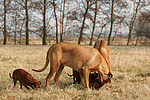 Rhodesian Ridgebacks und Zwergpinscher / rhodesian ridgebacks and miniature pinscher