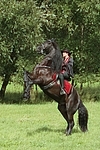 Frau reitet Friese / woman rides friesian horse