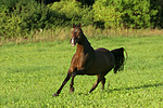 galoppierendes Warmblut / galloping warmblood