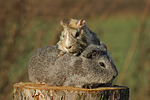 Meerschweinchen / guninea pigs