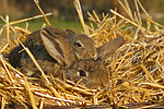 Kaninchen / bunnies