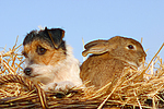 Parson Russell Terrier und Widderkaninchen / prt and bunny