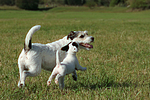 rennende Parson Russell Terrier / running PRT
