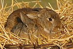 Kaninchen / bunnies