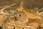 Kaninchen / bunnies