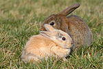 Zwergkaninchen und Widderkaninchen / dwarf rabbit and lop-eared rabbit