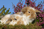 junge Widderkaninchen / young lop-eared bunnies