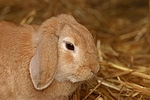 Widderkaninchen / lop-eared bunny