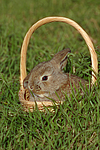 junger Zwergwidder / young lop-eared bunny