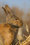 Kaninchen / bunny